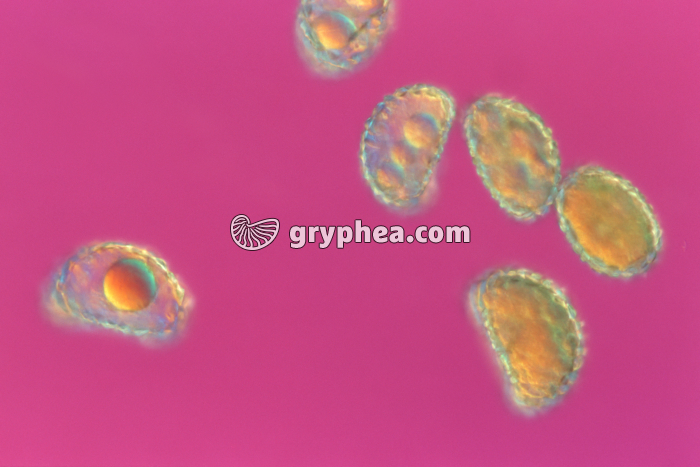 Spores de Polypde x100 - gryphea.org